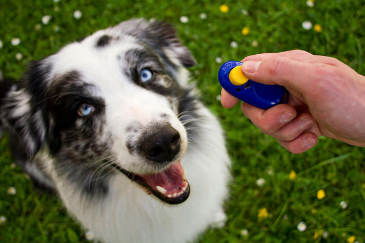 Clicker Training Your Dog - Part I 