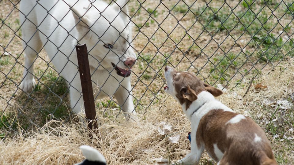 dog barrier frustration leash