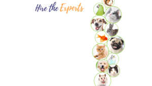 Hire The Experts Alexandria Pet Care Website Home