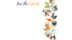Header image Hire the Experts at Alexandria Pet Care