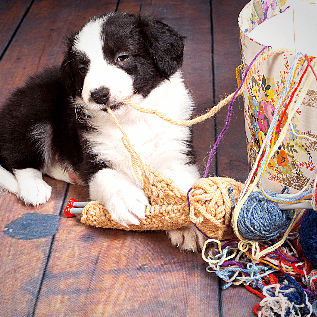 Puppy chewing yarn